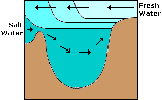 river estuary diagram