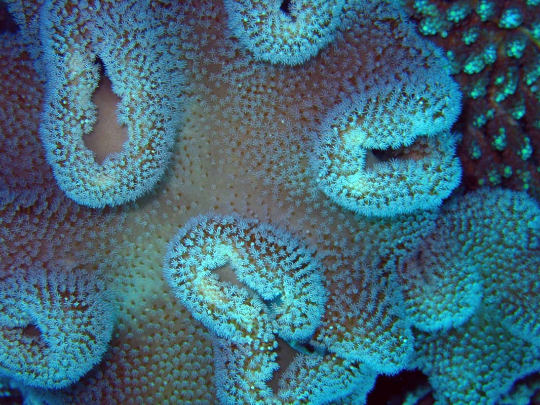 Corals: The Animal - Marine Science