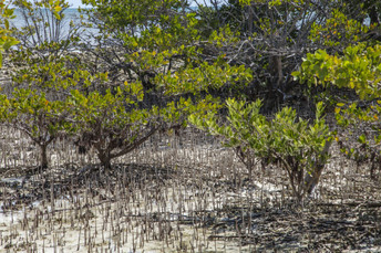 http://etc.usf.edu/clippix/pix/black-mangrove-trees-and-roots-at-biscayne-national-park_medium.jpg
